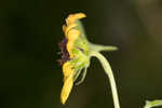 Cucumberleaf sunflower 